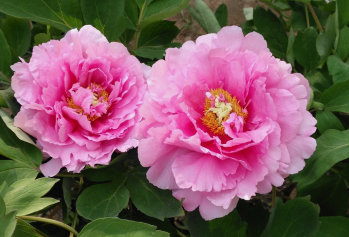 牡丹籽油精煉脫酸,企鵝機(jī)械設(shè)備較好掌控生產(chǎn)條件(圖1) 牡丹籽油精煉脫酸,企鵝機(jī)械設(shè)備較好掌控生產(chǎn)條件(圖1)